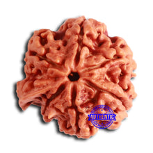 Load image into Gallery viewer, Nepalese Ganesh Rudraksha - Bead No. 201

