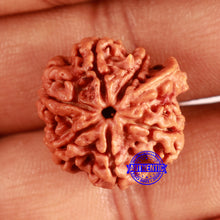 Load image into Gallery viewer, Nepalese Ganesh Rudraksha - Bead No. 201
