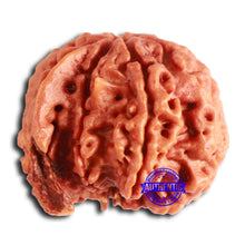 Load image into Gallery viewer, Nepalese Ganesh Rudraksha - Bead No. 201
