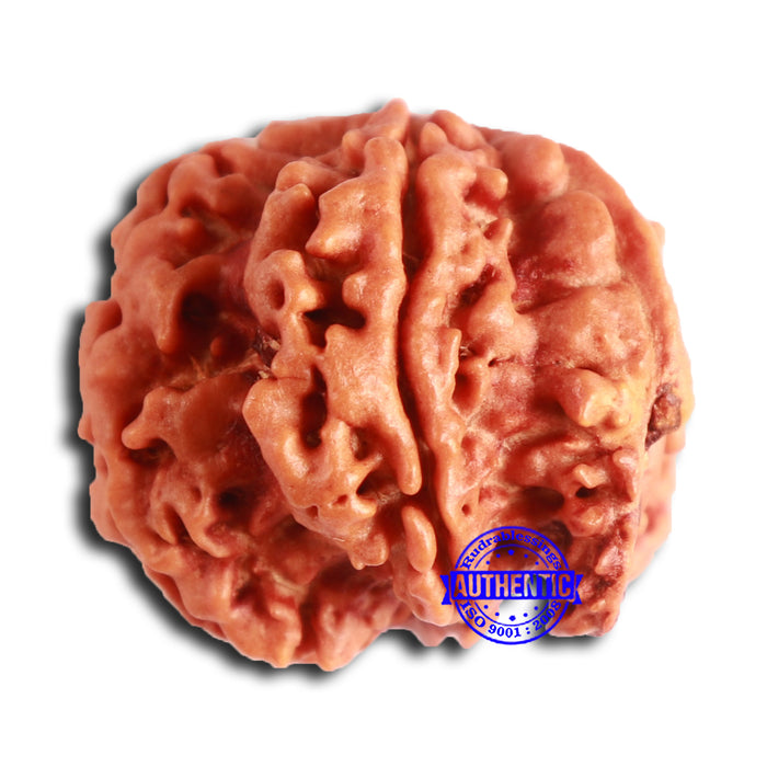 Nepalese Ganesh Rudraksha - Bead No. 201