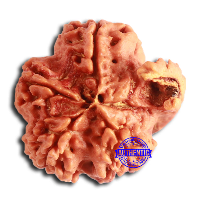 Nepalese Ganesh Rudraksha - Bead No. 202