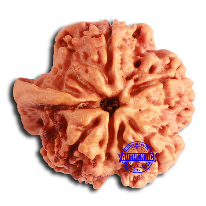 Nepalese Ganesh Rudraksha - Bead No. 202