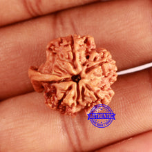 Load image into Gallery viewer, Nepalese Ganesh Rudraksha - Bead No. 202
