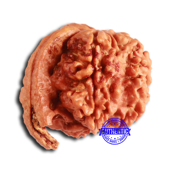 Nepalese Ganesh Rudraksha - Bead No. 202