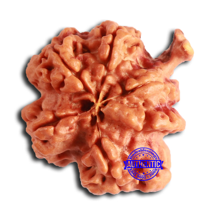 Nepalese Ganesh Rudraksha - Bead No. 203