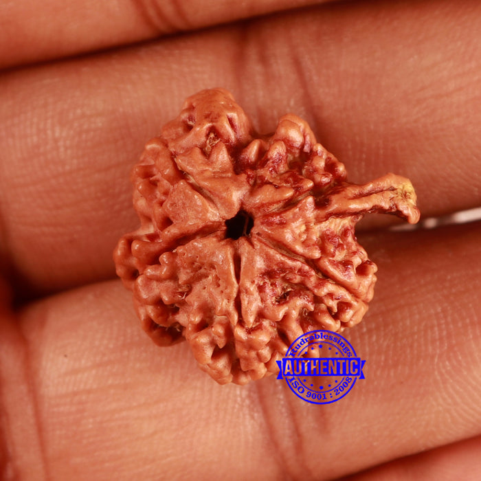 Nepalese Ganesh Rudraksha - Bead No. 203