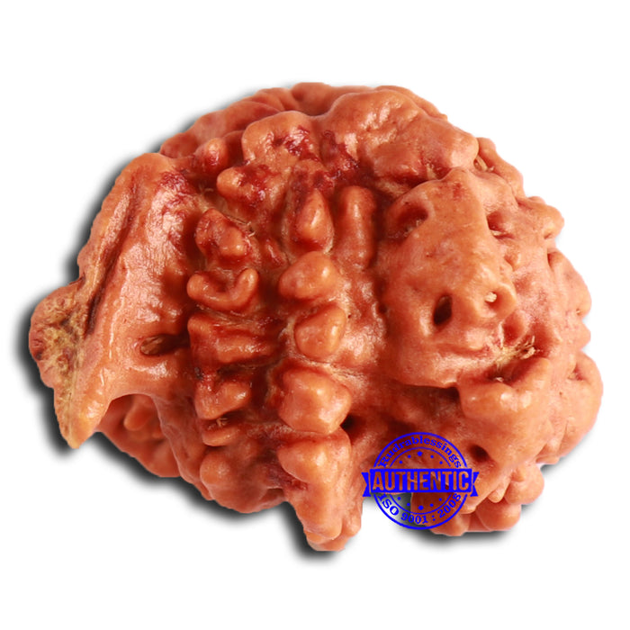 Nepalese Ganesh Rudraksha - Bead No. 203
