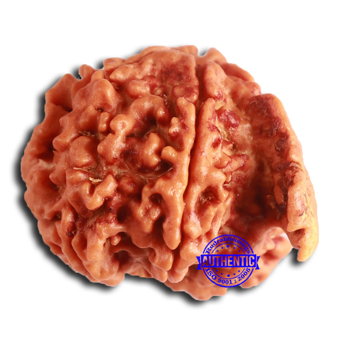 Nepalese Ganesh Rudraksha - Bead No. 203