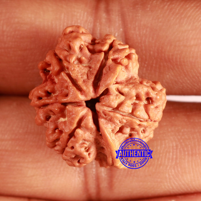 Nepalese Ganesh Rudraksha - Bead No. 204