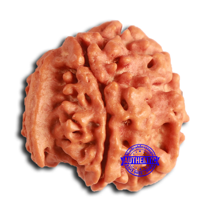 Nepalese Ganesh Rudraksha - Bead 205