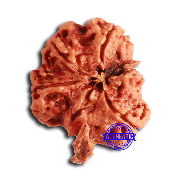 Nepalese Ganesh Rudraksha - Bead No. 206