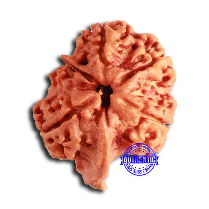 Nepalese Ganesh Rudraksha - Bead No. 206