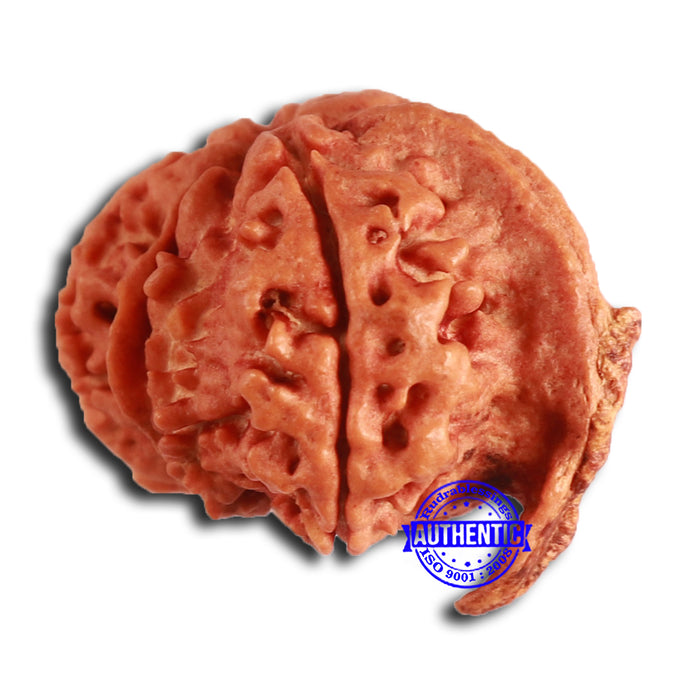 Nepalese Ganesh Rudraksha - Bead No. 206