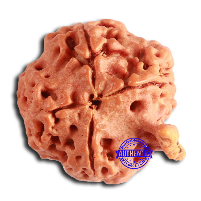 Nepalese Ganesh Rudraksha - Bead No. 207