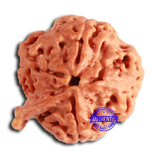 Load image into Gallery viewer, Nepalese Ganesh Rudraksha - Bead No. 207

