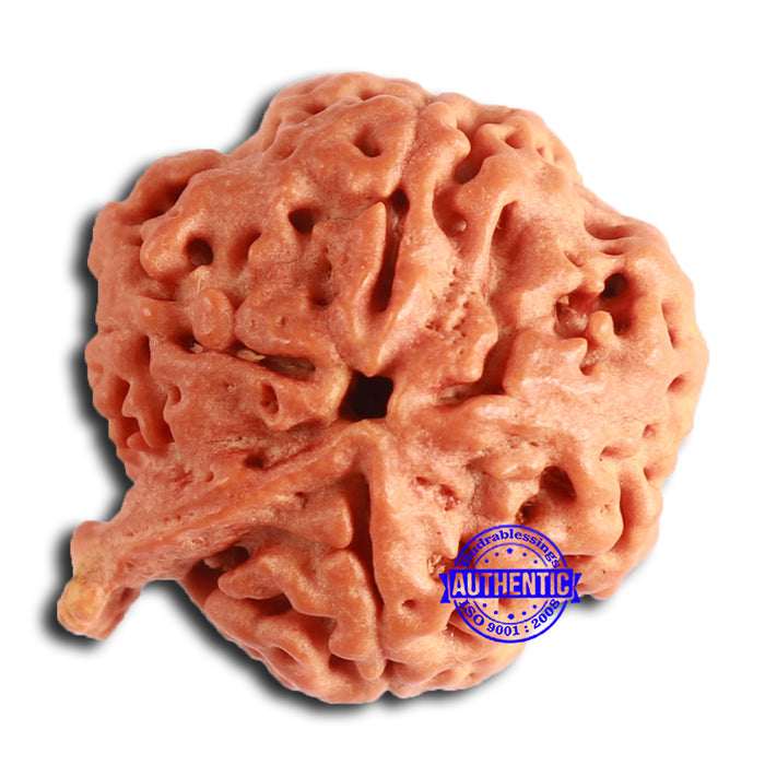 Nepalese Ganesh Rudraksha - Bead No. 207