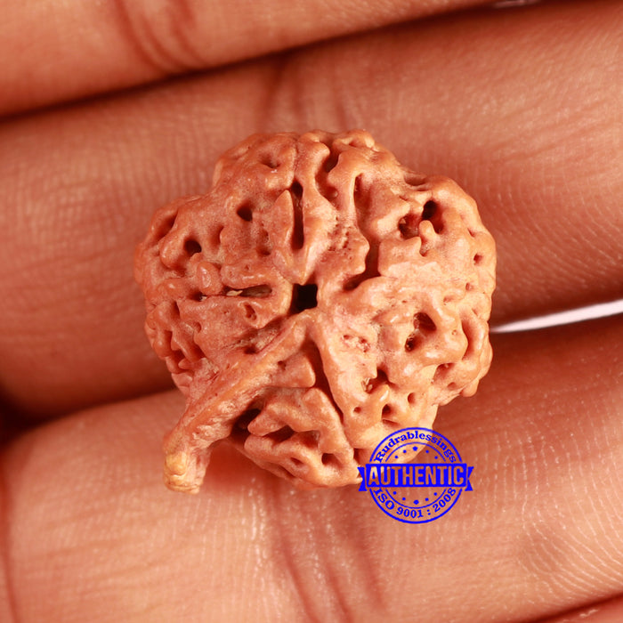 Nepalese Ganesh Rudraksha - Bead No. 207