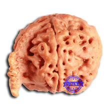 Load image into Gallery viewer, Nepalese Ganesh Rudraksha - Bead No. 207
