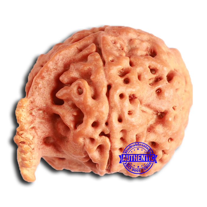 Nepalese Ganesh Rudraksha - Bead No. 207