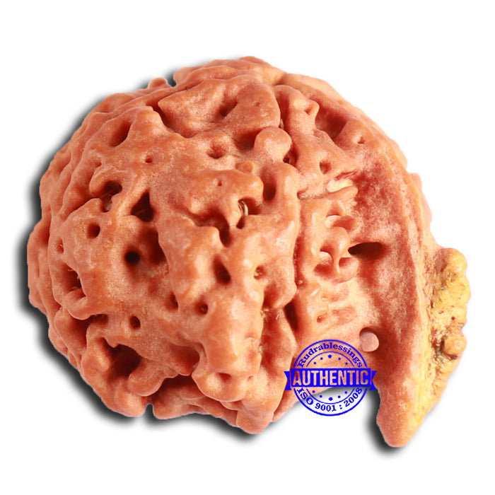 Nepalese Ganesh Rudraksha - Bead No. 207