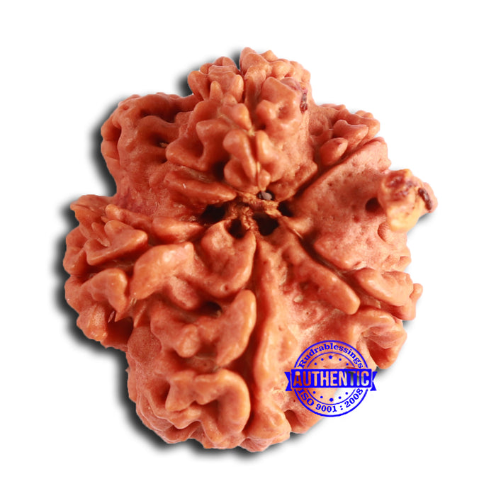 Nepalese Ganesh Rudraksha - Bead No. 209
