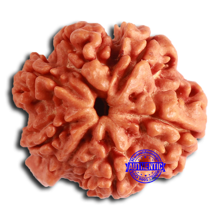 Nepalese Ganesh Rudraksha - Bead No. 209