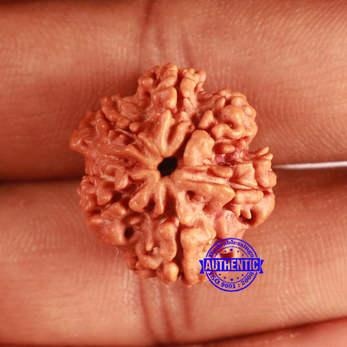Nepalese Ganesh Rudraksha - Bead No. 209