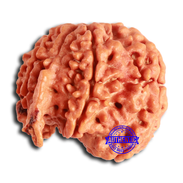 Nepalese Ganesh Rudraksha - Bead No. 209