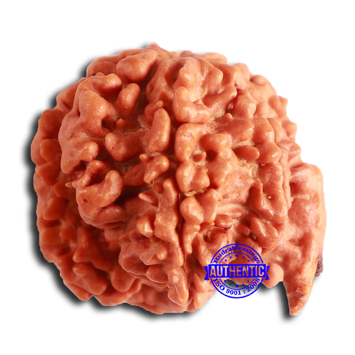 Nepalese Ganesh Rudraksha - Bead No. 209