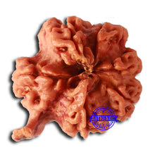 Load image into Gallery viewer, Nepalese Ganesh Rudraksha - Bead No. 210
