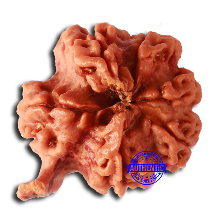 Nepalese Ganesh Rudraksha - Bead No. 210