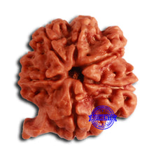 Load image into Gallery viewer, Nepalese Ganesh Rudraksha - Bead No. 210
