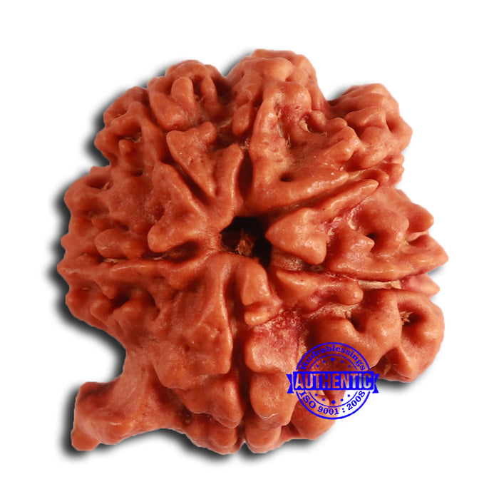 Nepalese Ganesh Rudraksha - Bead No. 210