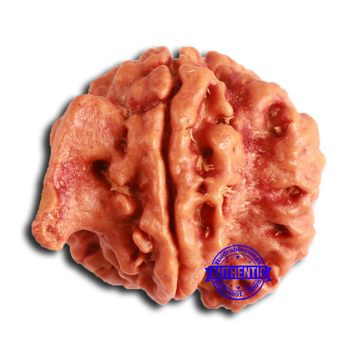 Nepalese Ganesh Rudraksha - Bead No. 210