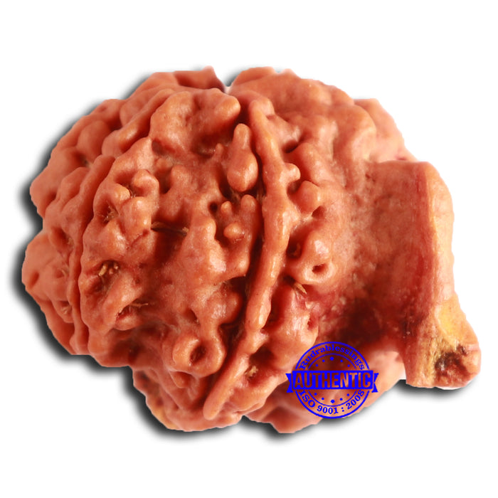 Nepalese Ganesh Rudraksha - Bead No. 210