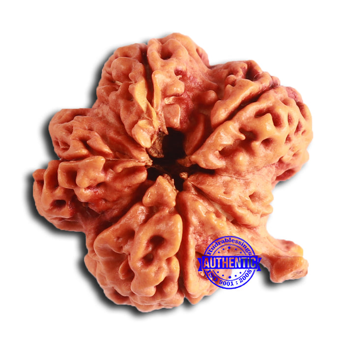 Nepalese Ganesh Rudraksha - Bead No. 212