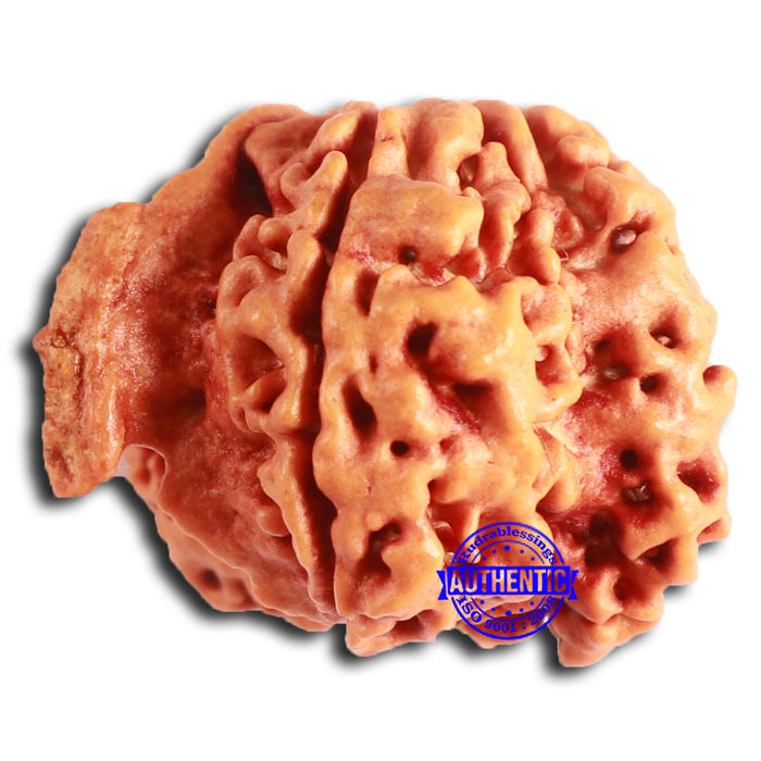 Nepalese Ganesh Rudraksha - Bead No. 212