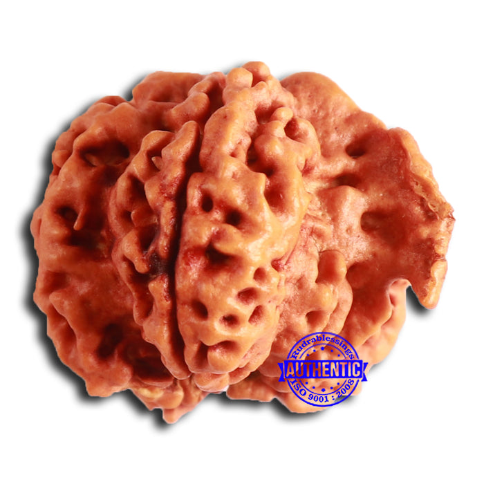 Nepalese Ganesh Rudraksha - Bead No. 212