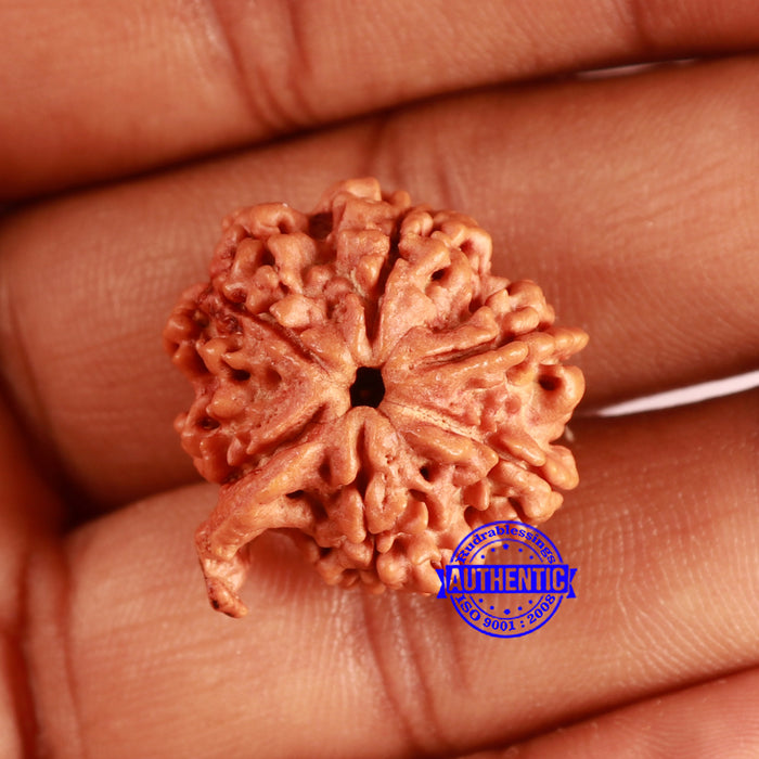 Nepalese Ganesh Rudraksha - Bead No. 221