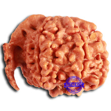 Load image into Gallery viewer, Nepalese Ganesh Rudraksha - Bead No. 221
