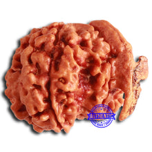 Load image into Gallery viewer, Nepalese Ganesh Rudraksha - Bead No. 221
