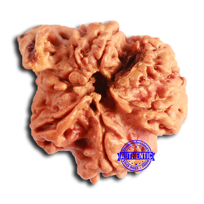Nepalese Ganesh Rudraksha - Bead No. 214