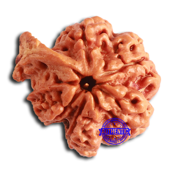 Nepalese Ganesh Rudraksha - Bead No. 214