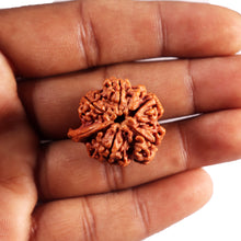 Load image into Gallery viewer, Nepalese Ganesh Rudraksha - Bead 291
