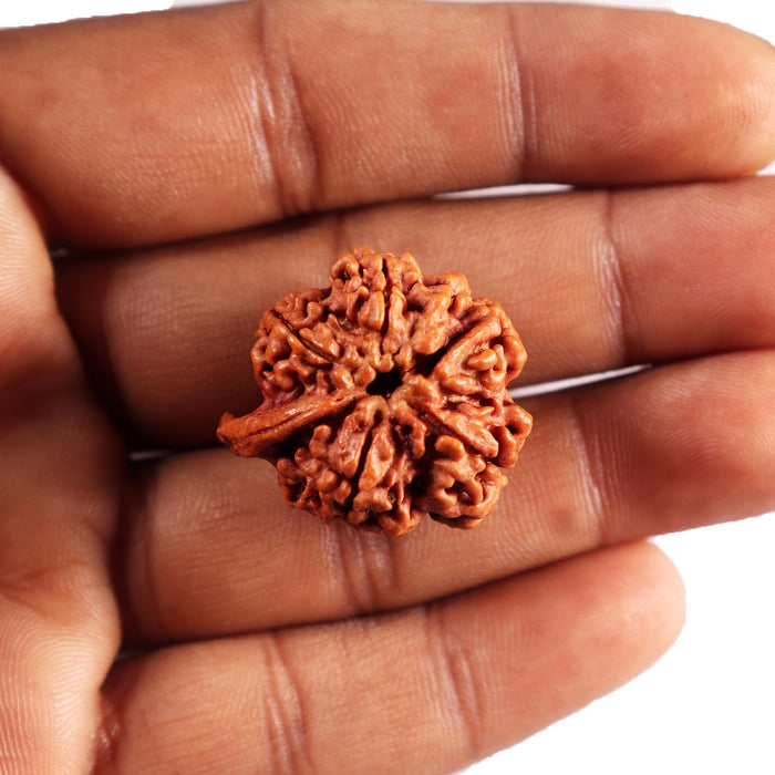 Nepalese Ganesh Rudraksha - Bead 291