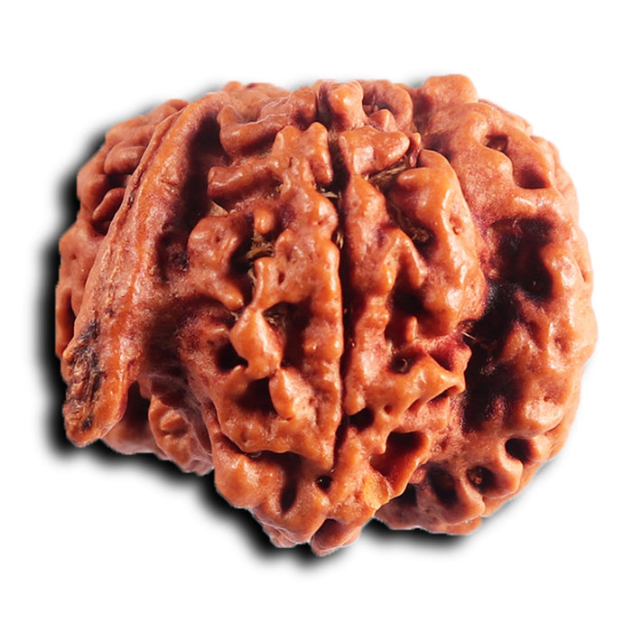 Nepalese Ganesh Rudraksha - Bead 291