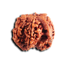 Load image into Gallery viewer, Nepalese Ganesh Rudraksha - Bead 291
