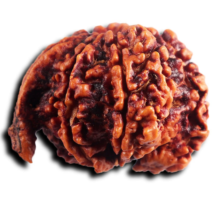 Nepalese Ganesh Rudraksha - Bead No. 292