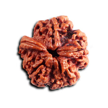 Load image into Gallery viewer, Nepalese Ganesh Rudraksha - Bead No. 293
