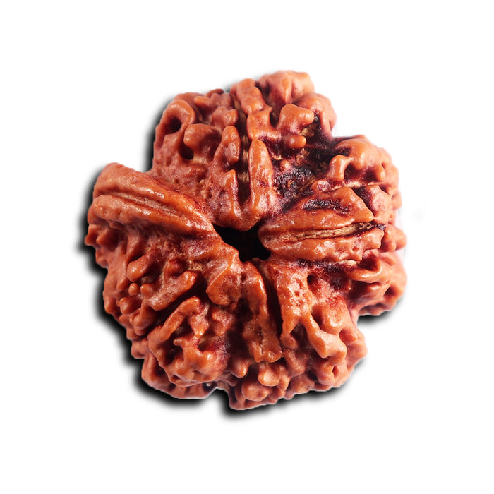 Nepalese Ganesh Rudraksha - Bead No. 293